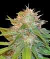 Legends Collection Chronic Haze feminized