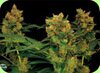 Dinafem Seeds Blue Hash feminized