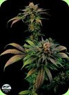 Dinafem Seeds Blue Widow feminized