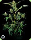 Dinafem Critical feminized