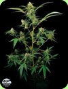 Dinafem Moby Dick feminized