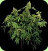 Dinafem Santa Sativa feminized