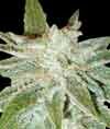 Legend Collection Domina star feminized