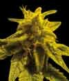 Legend Collection Mazar Kush feminized