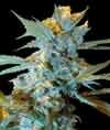 Legend Collection-New York Special feminized