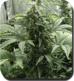 Buddha-seeds - White Dwarf - auto flower - regular