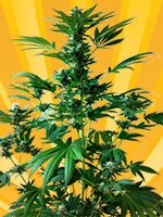 freedom of seeds - Big Domina - Auto - feminized